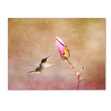 Jai Johnson 'Temptation Hummingbird' Canvas Art,18x24